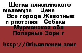 Щенки аляскинского маламута  › Цена ­ 15 000 - Все города Животные и растения » Собаки   . Мурманская обл.,Полярные Зори г.